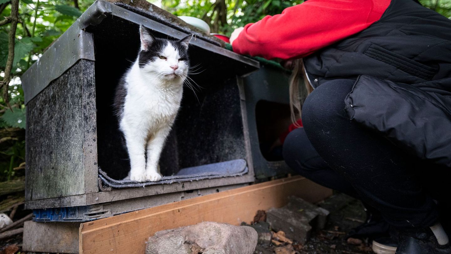 Streunerkater "Neo" wartet meist schon, wenn die Helfer und Helferinnen mit dem Futter herannahen. Foto: Hannes P. Albert/dpa