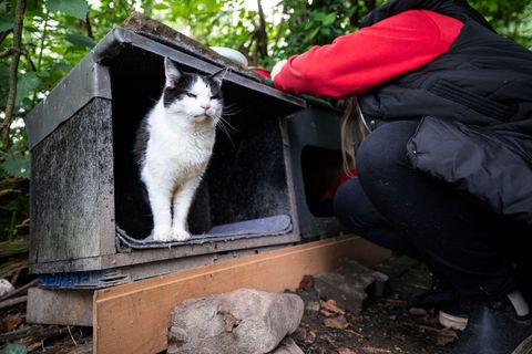 Streunerkater "Neo" wartet meist schon, wenn die Helfer und Helferinnen mit dem Futter herannahen. Foto: Hannes P. Albert/dpa