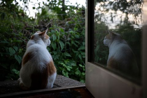 Ordnungsamt oder das örtliche Tierheim sind Anlaufstellen, wenn man eine Straßenkatze sieht. Foto: Hannes P. Albert/dpa