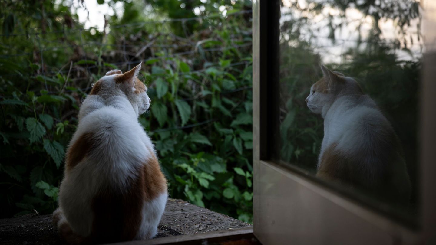 Ordnungsamt oder das örtliche Tierheim sind Anlaufstellen, wenn man eine Straßenkatze sieht. Foto: Hannes P. Albert/dpa