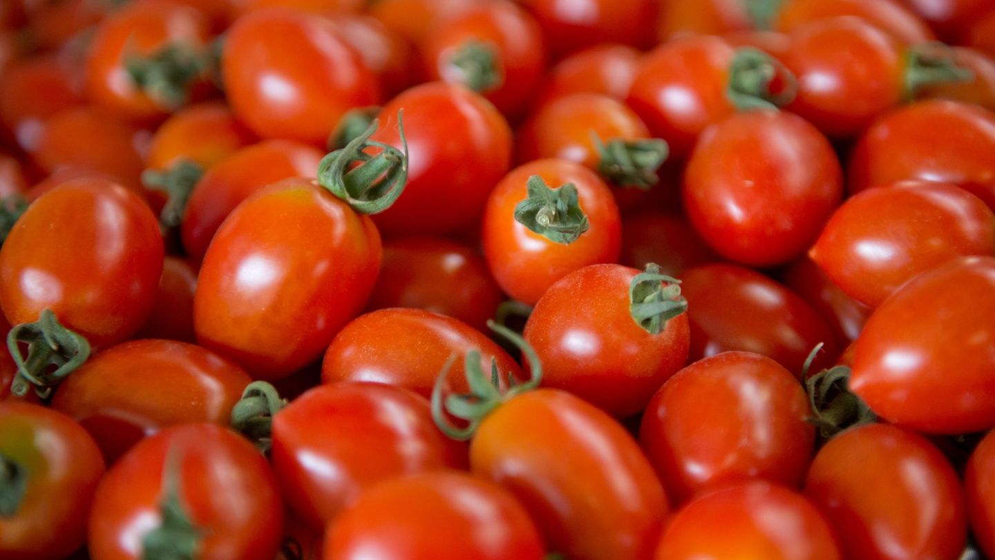 Tomaten werden tonnenweise angebaut. (Archivbild) Foto: picture alliance / dpa