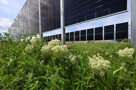 Wie kann Landwirtschaft und Energieerzeugung verbunden werden? - Testanlagen in Erfurt. Foto: Martin Schutt/dpa