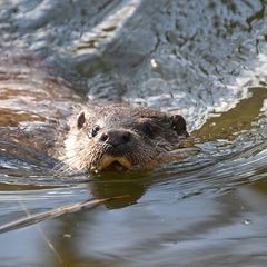 Macht sich der Otter im Saarland wieder rar? (Symbolbild) Foto: Bernd Weißbrod/dpa
