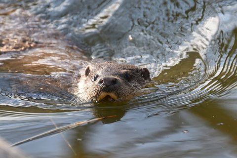 Macht sich der Otter im Saarland wieder rar? (Symbolbild) Foto: Bernd Weißbrod/dpa