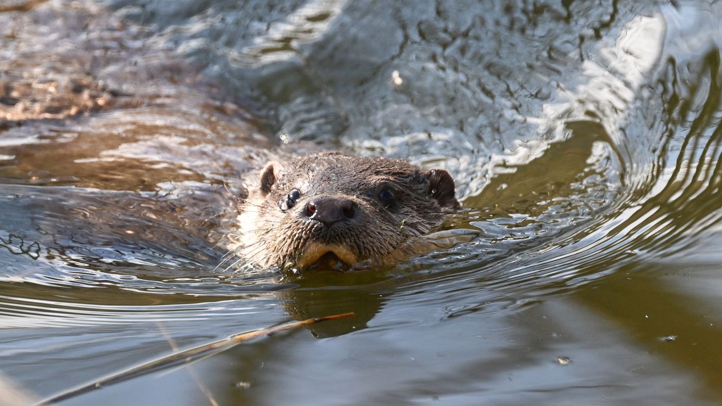 Macht sich der Otter im Saarland wieder rar? (Symbolbild) Foto: Bernd Weißbrod/dpa
