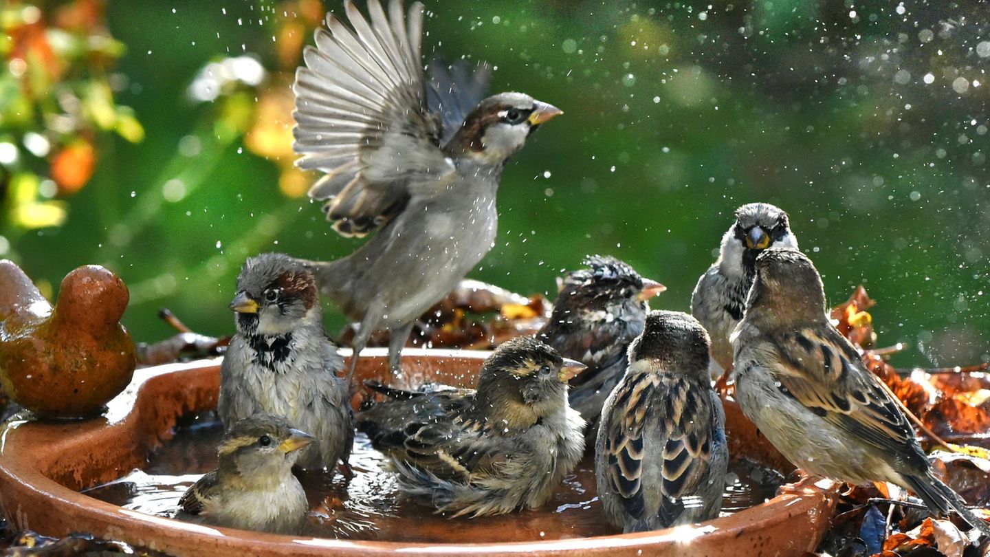 Ergebnisse von Mitmachaktion: Vogelzählung: Rückgang bei Spatzen, Schwalben, Mauerseglern