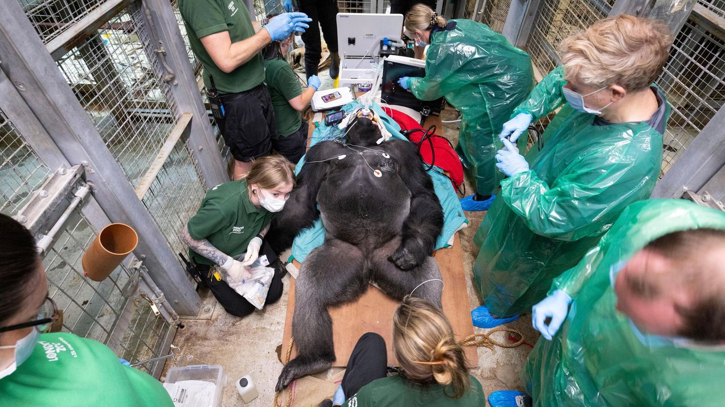 Ein Gorilla unter ärztlicher Aufsicht