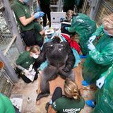 Ein Gorilla unter ärztlicher Aufsicht