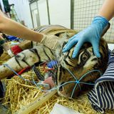 Ein Tiger wird verkabelt und gehalten