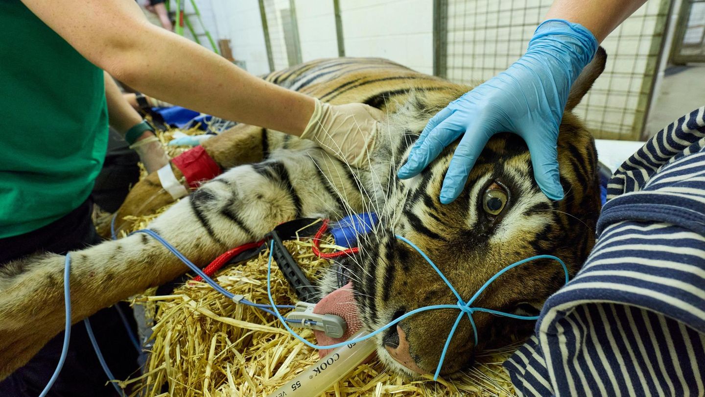 Ein Tiger wird verkabelt und gehalten