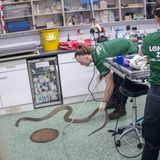 Zwei Arbeiter im Raum mit einer Königskobra