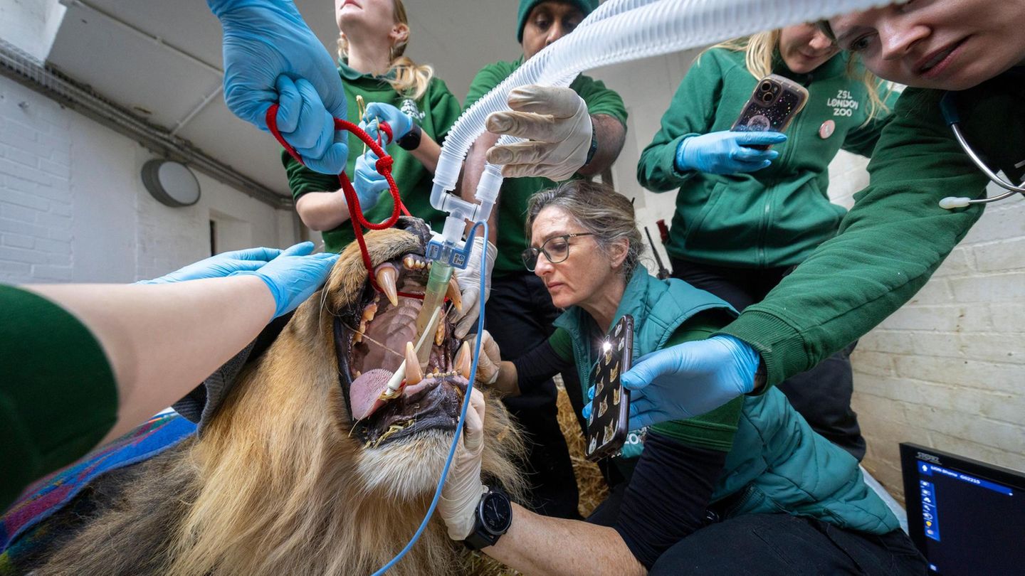 Tierärzte beim Ohrencheck des Asiatischen Löwen „Bhanu“