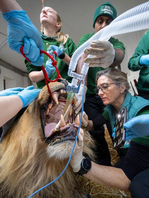 Tierärzte beim Ohrencheck des Asiatischen Löwen „Bhanu“