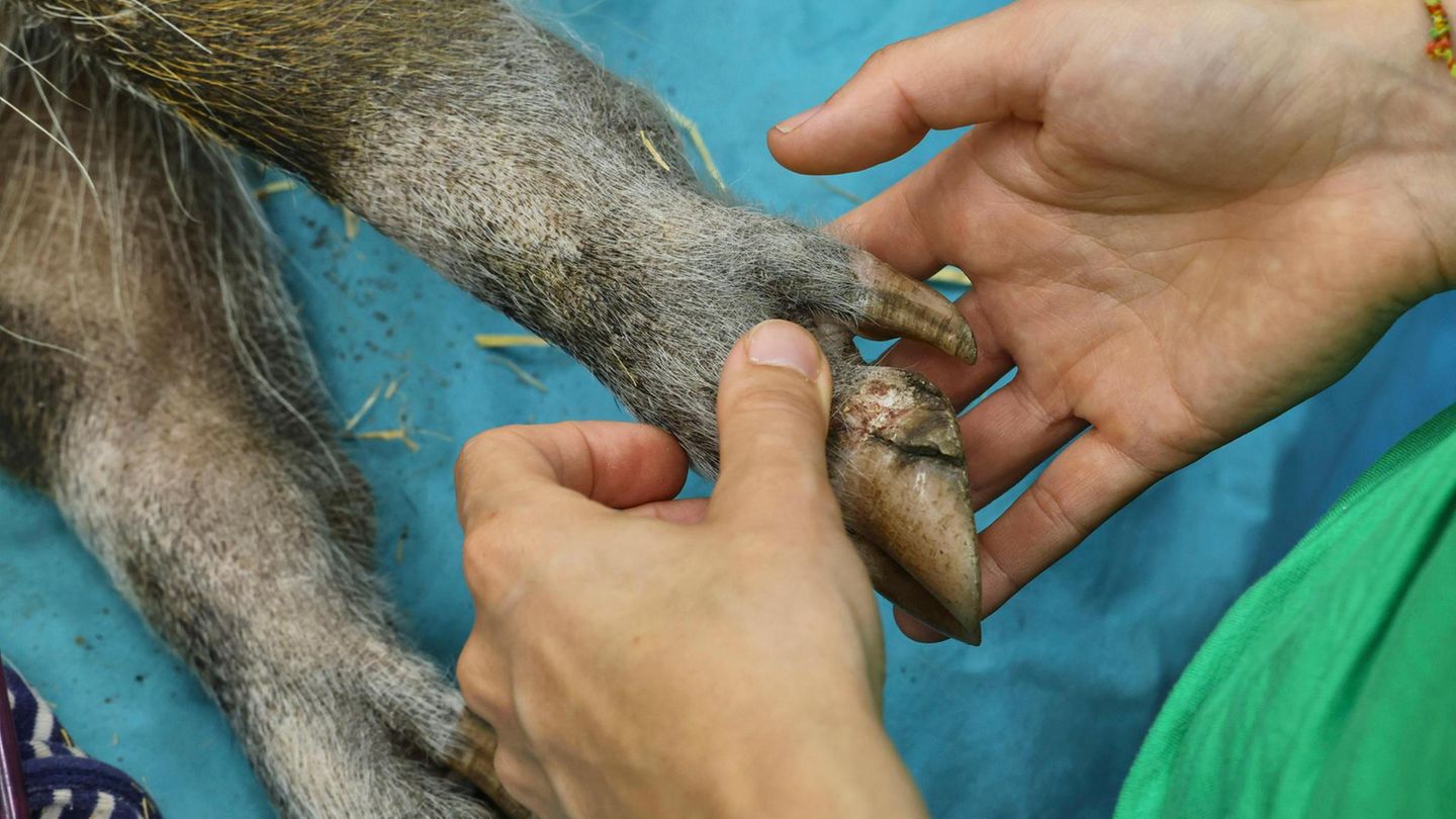 Der Huf eines Pinselohrschweins in einer Hand