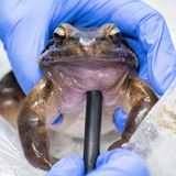 Ein Ochsenfrosch