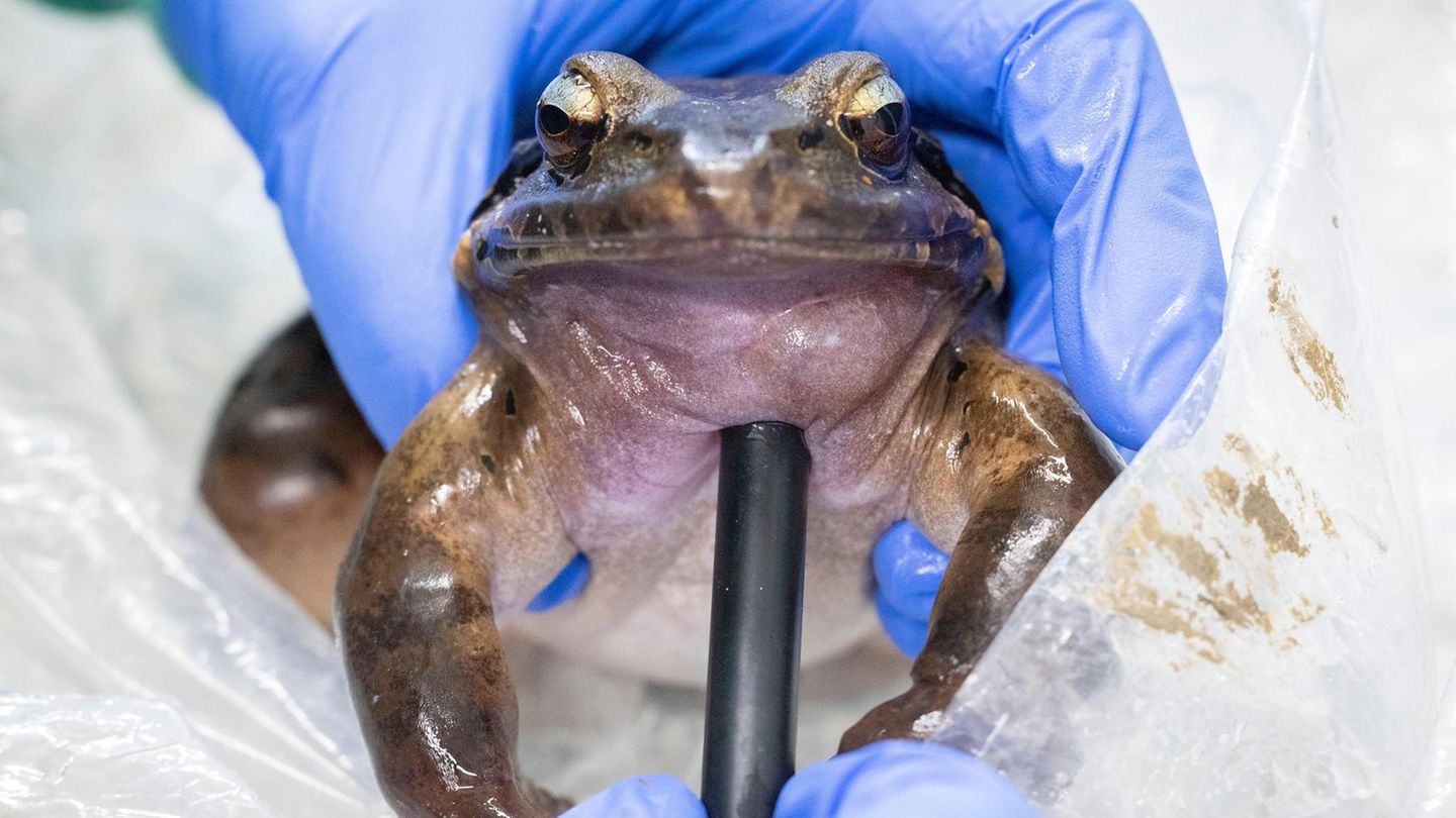 Ein Ochsenfrosch