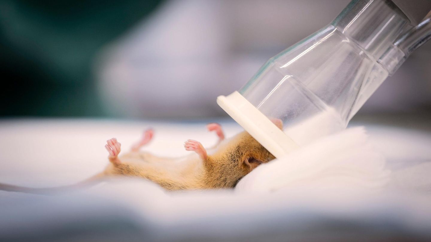 Eine Haselmaus unter Narkose