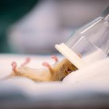 Eine Haselmaus unter Narkose