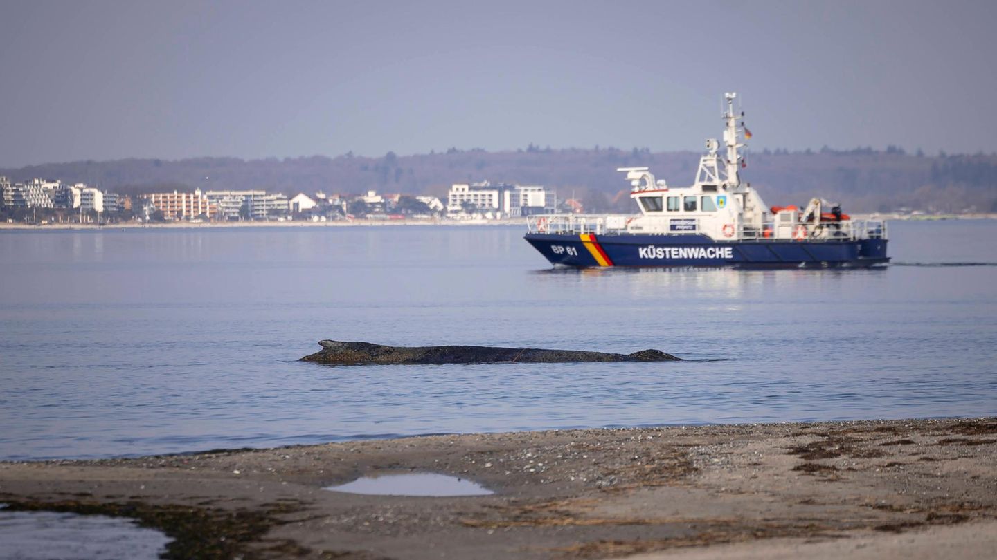 Am 23. März strandet ein Buckelwal auf einer Sandbank vor dem Ostseebad Timmendorfer Strand. Eine Rinne wird ausgehoben, damit das Tier wieder in tieferes Gewässer gelangen kann.