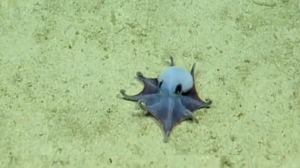 Blauer Mini-Oktopus