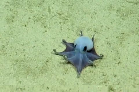 Blauer Mini-Oktopus