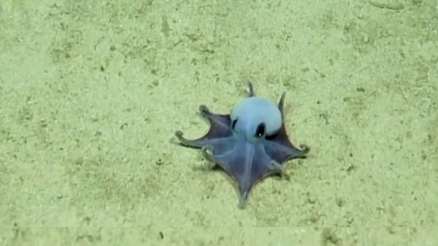 Galápagos-Inseln: Leuchtend blaue Meereskreatur – Mini-Oktopus begeistert Wissenschaftler
