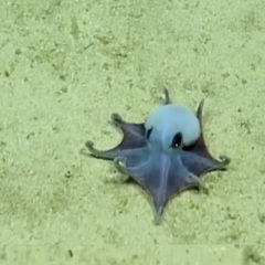 Blauer Mini-Oktopus