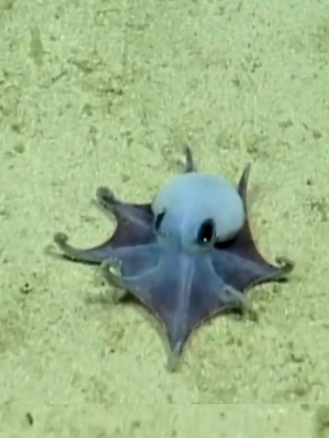 Blauer Mini-Oktopus