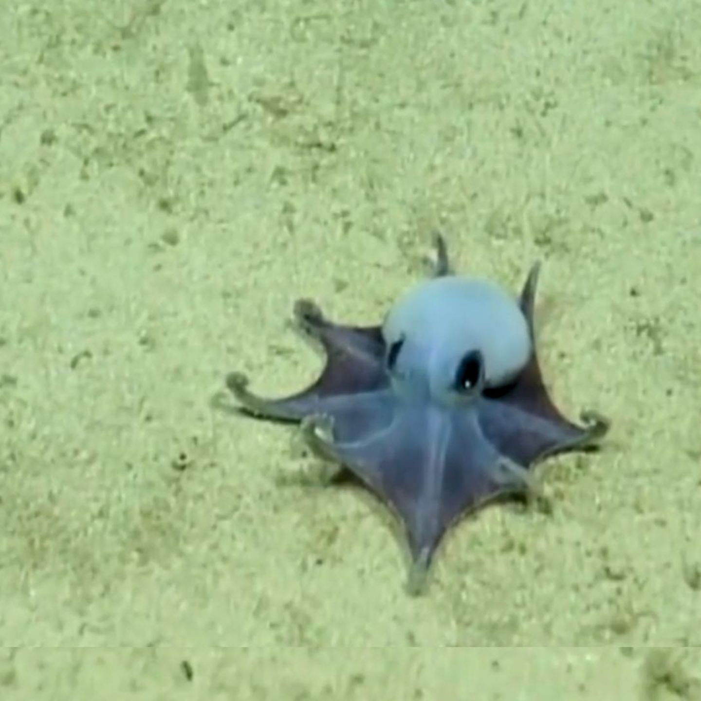 Blauer Mini-Oktopus