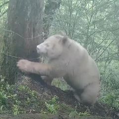 Der weltweit einzig bekannte Albino-Panda in China