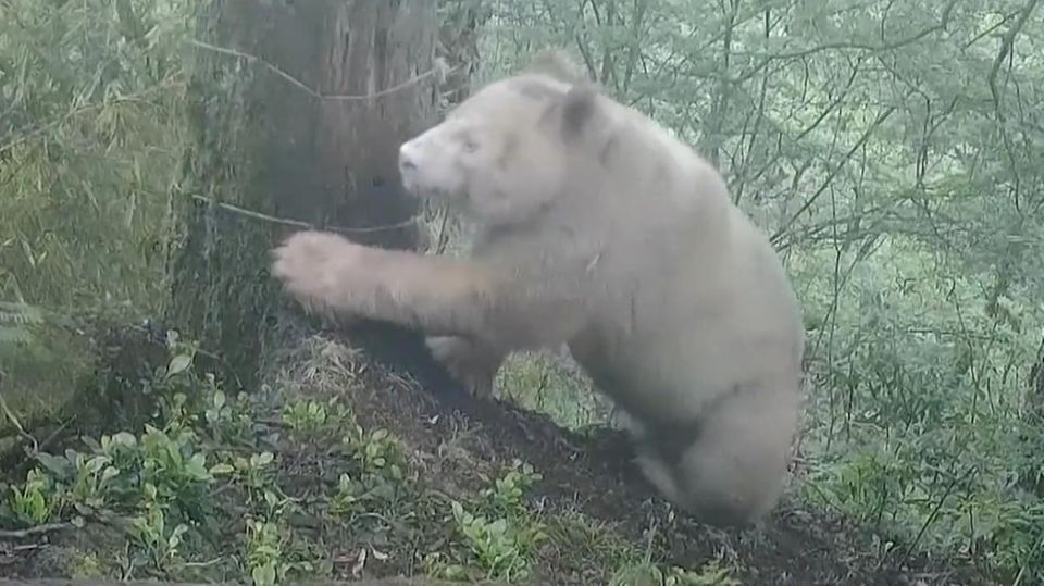 Der weltweit einzig bekannte Albino-Panda in China