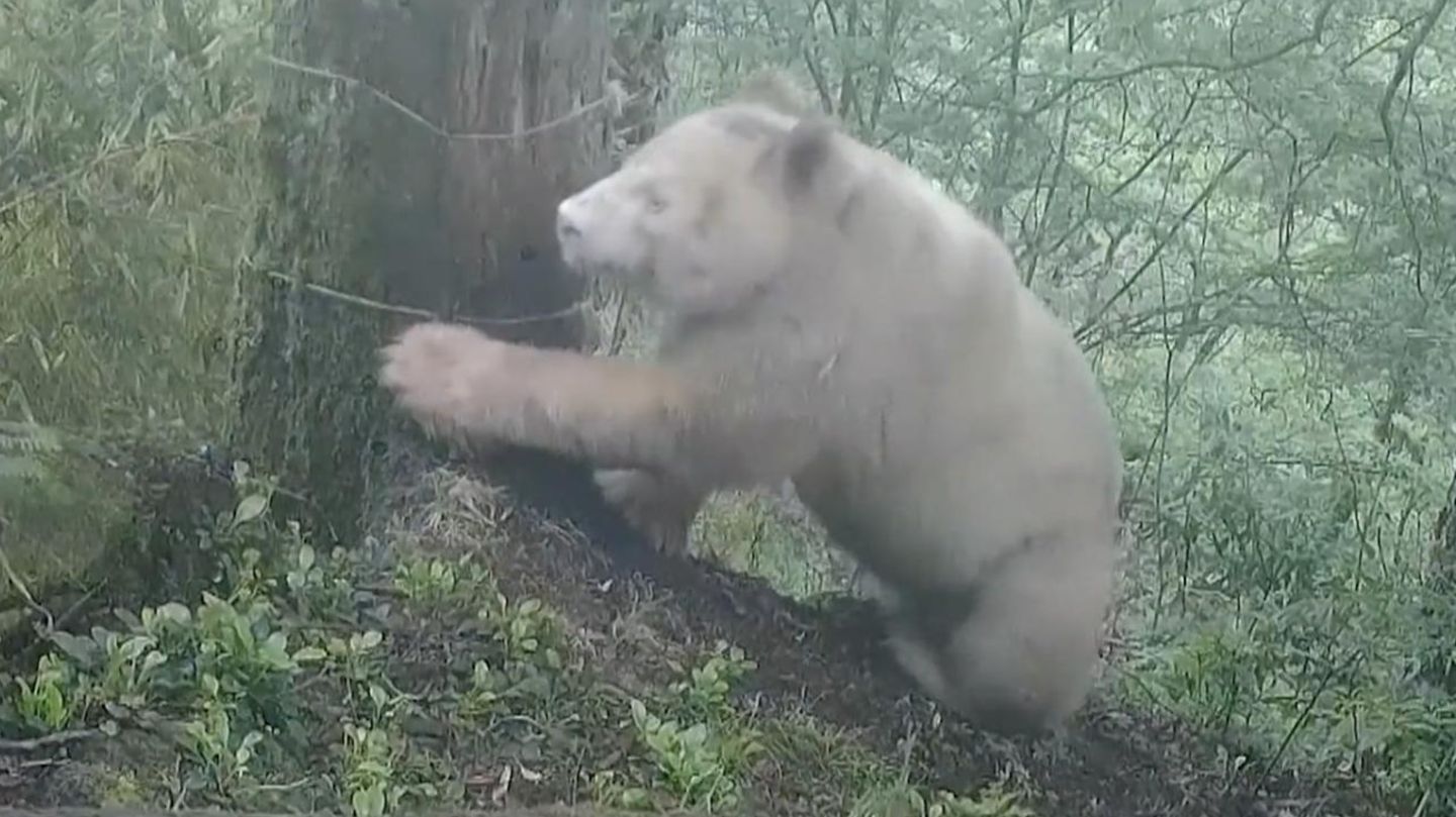 Sensationsaufnahmen: Wildkamera erwischt „weißen Riesen“ – der weltweit einzige Albino-Panda im Video