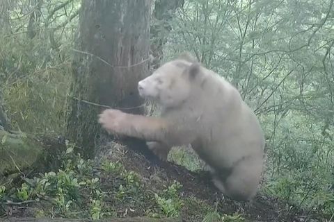 Der weltweit einzig bekannte Albino-Panda in China