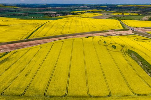 Raps- und Getreidefelder in Sachsen-Anhalt: Die Landwirte im Land haben ihre Anbauflächen für einige Kulturen 2026 ausgeweitet.