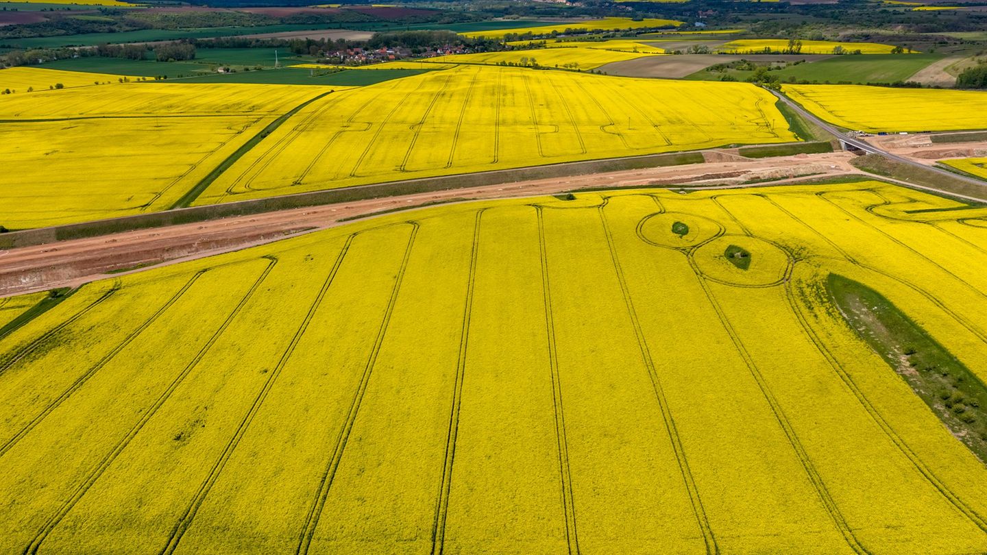 Raps- und Getreidefelder in Sachsen-Anhalt: Die Landwirte im Land haben ihre Anbauflächen für einige Kulturen 2026 ausgeweitet.