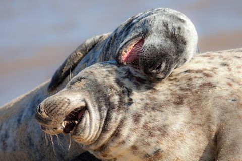Witz-Symbolfoto: Zwei Robben wirken so, als würden sie lachen