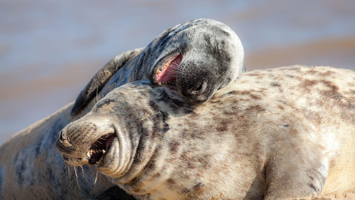 Witz-Symbolfoto: Zwei Robben wirken so, als würden sie lachen