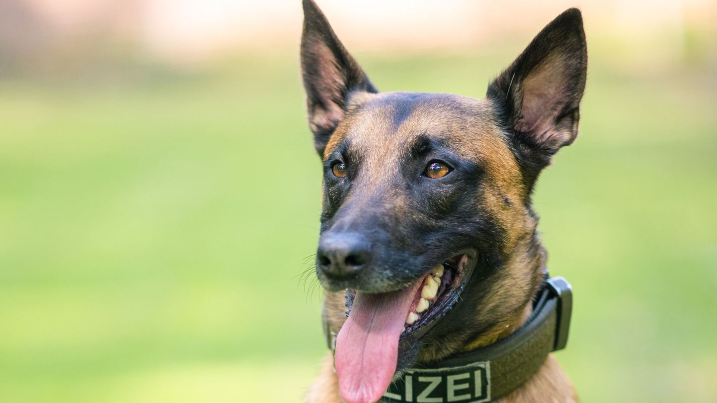 Die Hunde führten die Polizisten den Angaben nach direkt zu den fliehenden Männern. (Symbolbild) Foto: Mohssen Assanimoghaddam/d