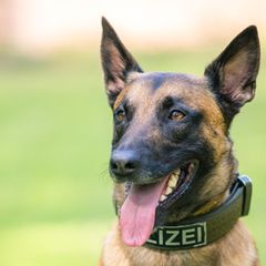 Die Hunde führten die Polizisten den Angaben nach direkt zu den fliehenden Männern. (Symbolbild) Foto: Mohssen Assanimoghaddam/d