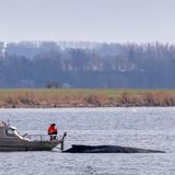 Anfang April befreit sich der Wal tatsächlich, verfängt sich aber nach wenigen Kilometern vor der Insel Poel erneut. Der Zustand des Tieres verschlechtert sich weiter.