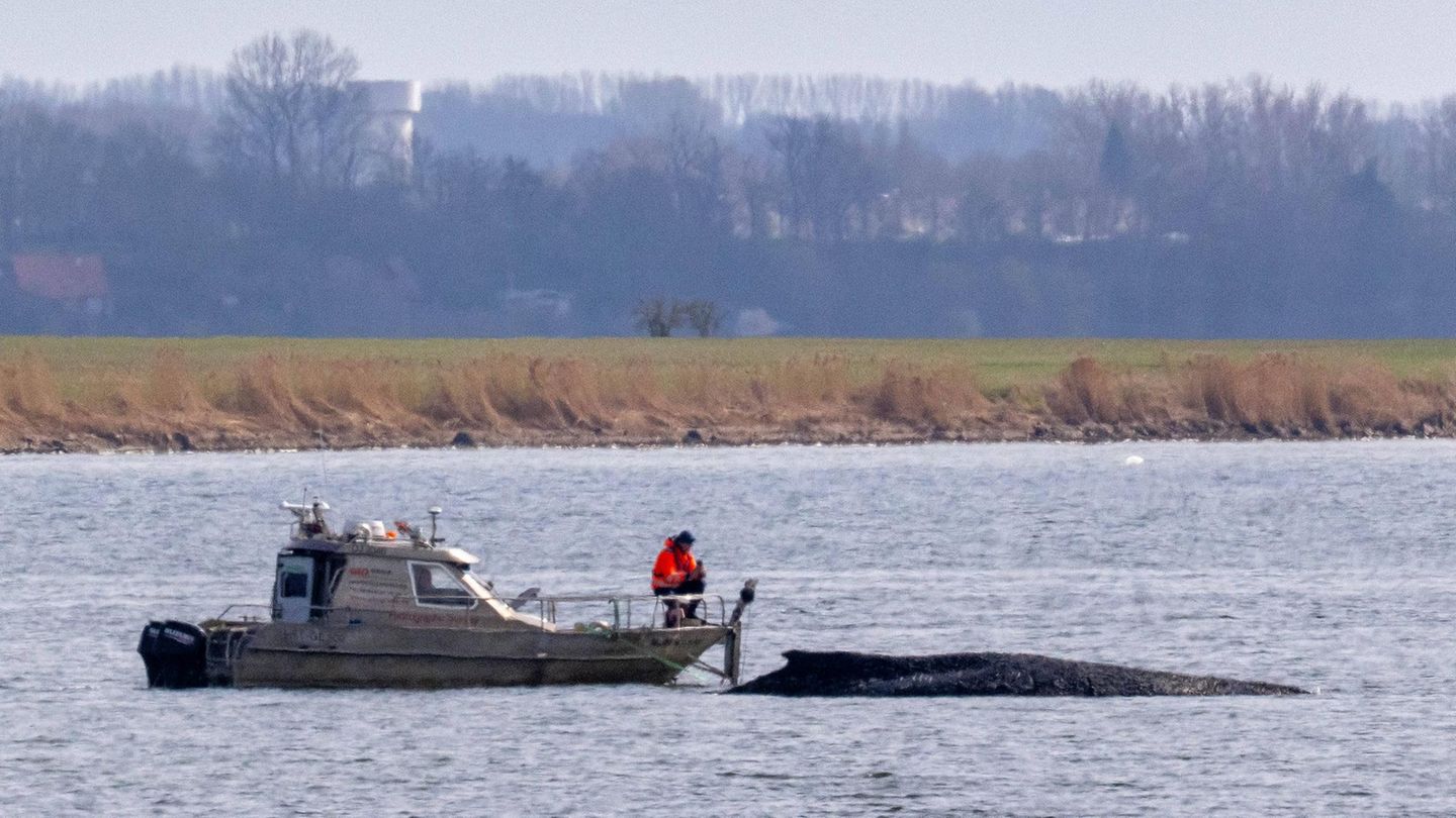 Anfang April befreit sich der Wal tatsächlich, verfängt sich aber nach wenigen Kilometern vor der Insel Poel erneut. Der Zustand des Tieres verschlechtert sich weiter.