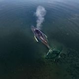 „Timmy“ vor der Insel Poel: Laut einem wissenschaftlichen Gutachten des Deutschen Meeresmuseums und des Instituts für Terrestrische und Aquatische Wildtierforschung (ITAW) ist die Chance, dass der Wal bei einer Lebendbergung auch in Freiheit überlebt, sehr gering. Er wird vorerst in Ruhe gelassen.