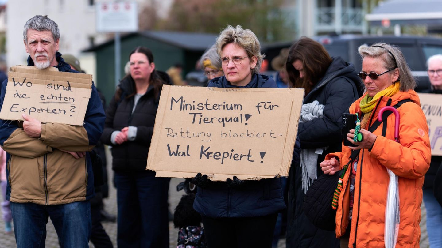 Mitte April kommt es zu ersten Demonstrationen, die den Umgang mit dem Buckelwal kritisieren. Das Medieninteresse wächst weiter. 