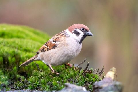 Der Bestand häufiger Vogelarten, wie etwa des Haussperlings, nimmt in Deutschland ab.