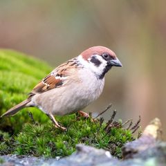 Der Bestand häufiger Vogelarten, wie etwa des Haussperlings, nimmt in Deutschland ab.