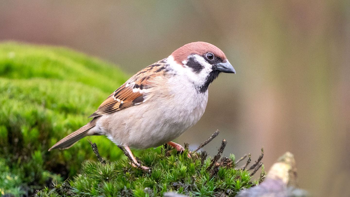 Der Bestand häufiger Vogelarten, wie etwa des Haussperlings, nimmt in Deutschland ab.