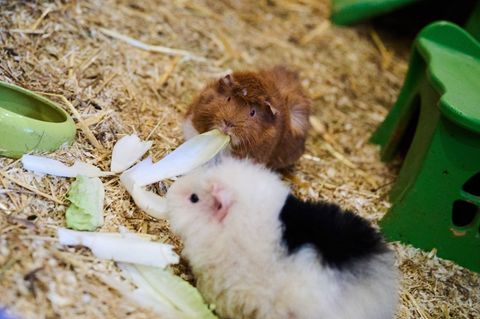 Statt putzmunter in ihrem Gehege fand eine Meerschweinchenbesitzerin in Renchen ihre Schützlinge tot auf. (Symbolbild) Foto: Ann
