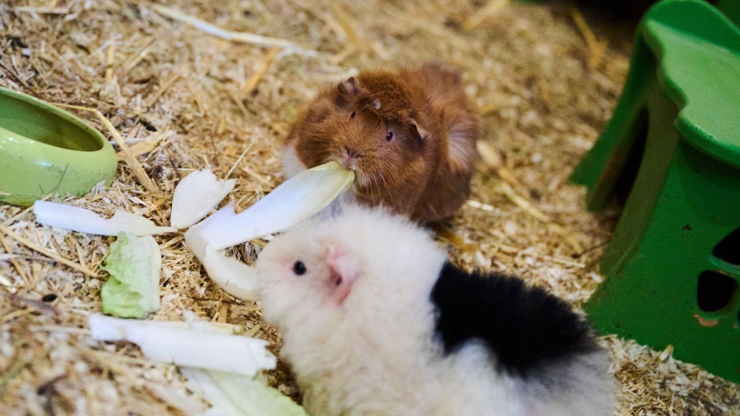 Statt putzmunter in ihrem Gehege fand eine Meerschweinchenbesitzerin in Renchen ihre Schützlinge tot auf. (Symbolbild) Foto: Ann