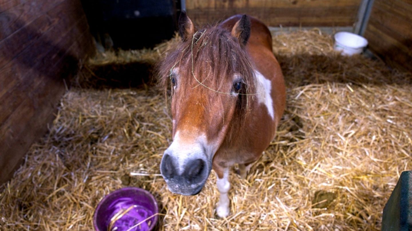 Pony in Stall