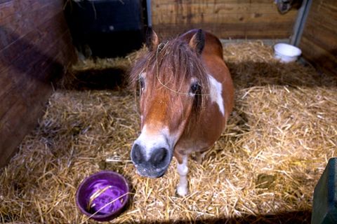 Pony in Stall